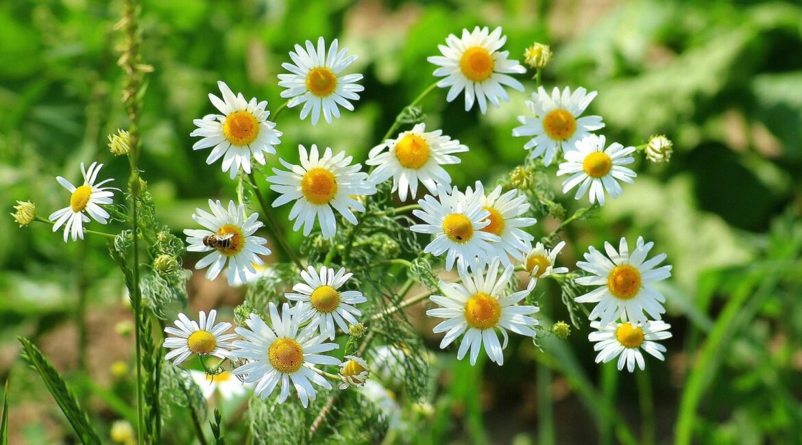 Zioła pomocne w walce z stresem. Top 7 ziół, które ukoją twoje nerwy w naturalny sposób