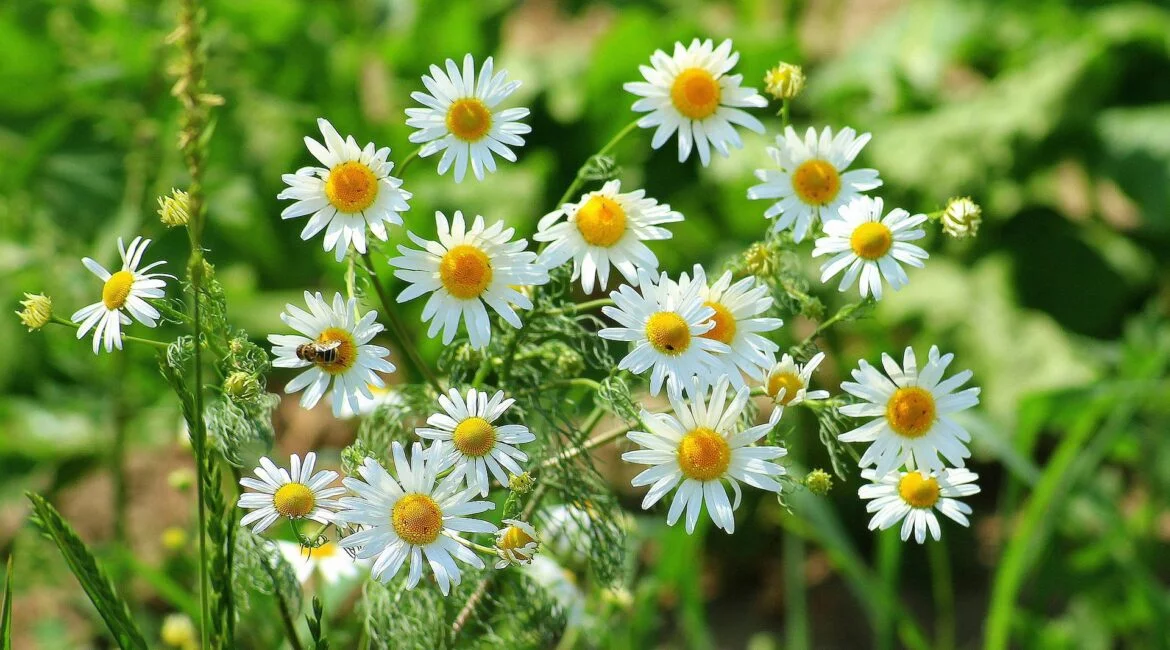 Zioła pomocne w walce z stresem. Top 7 ziół, które ukoją twoje nerwy w naturalny sposób