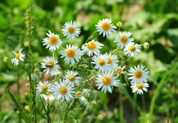 Zioła pomocne w walce z stresem. Top 7 ziół, które ukoją twoje nerwy w naturalny sposób