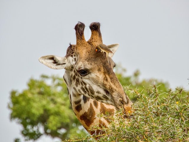 2. Serengeti, Tanzania – Nieskończone równiny i bogactwo przyrody